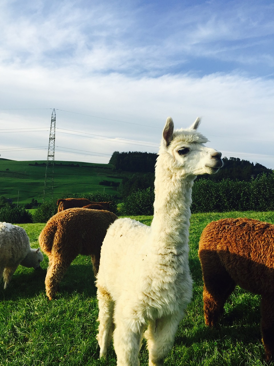 alpaca st gallen nature free photo