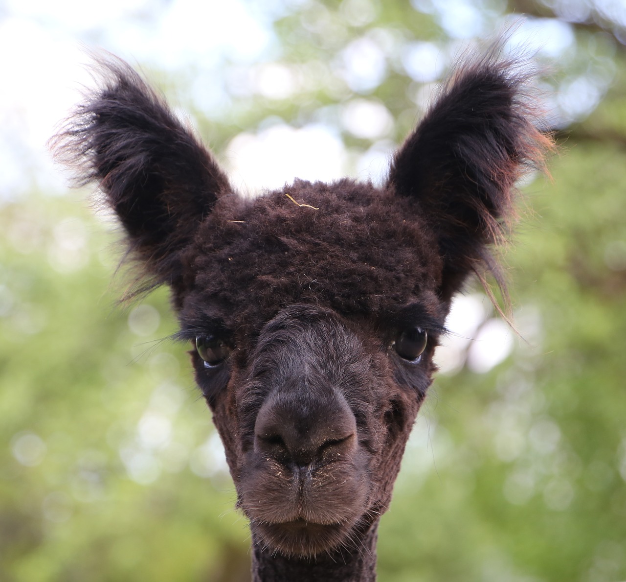 alpaca animal portrait animal free photo