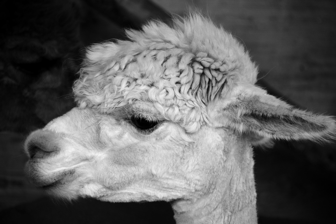 alpaca head animal free photo