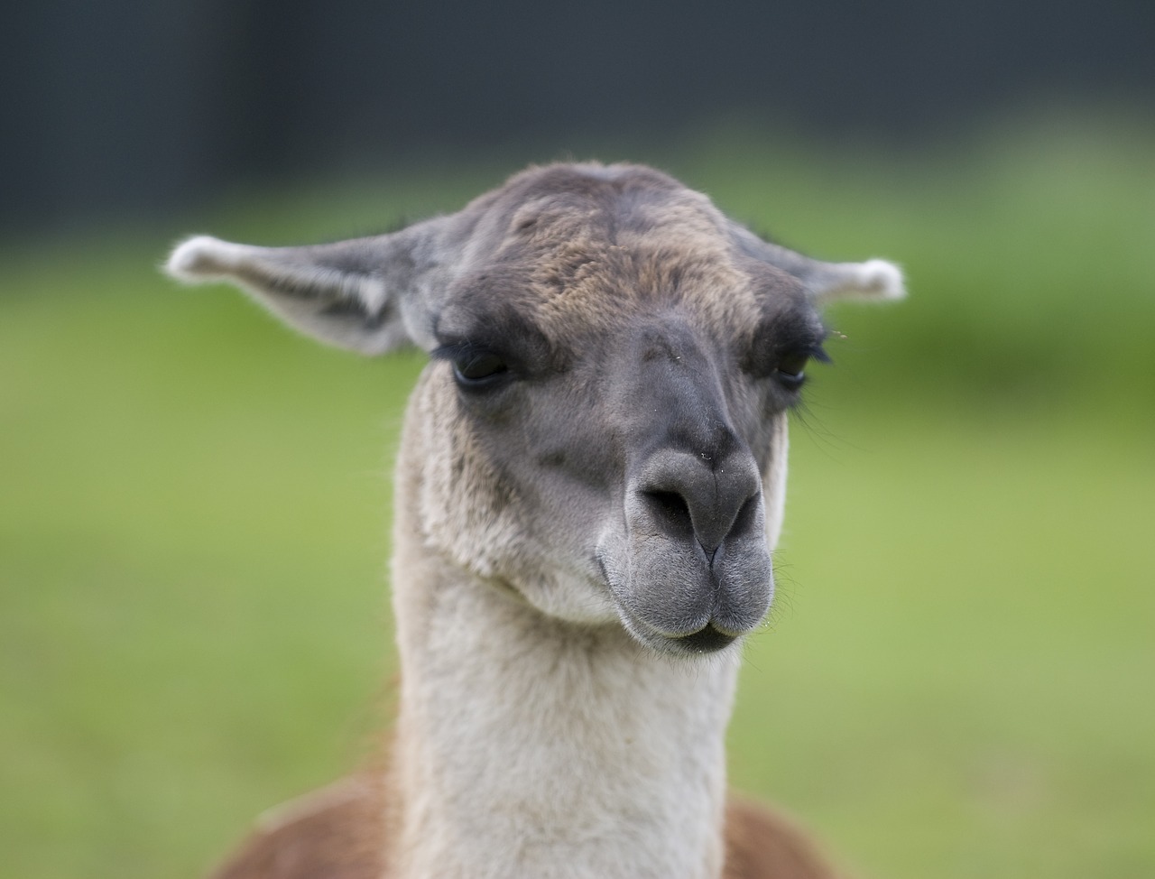 alpaca llama cute free photo