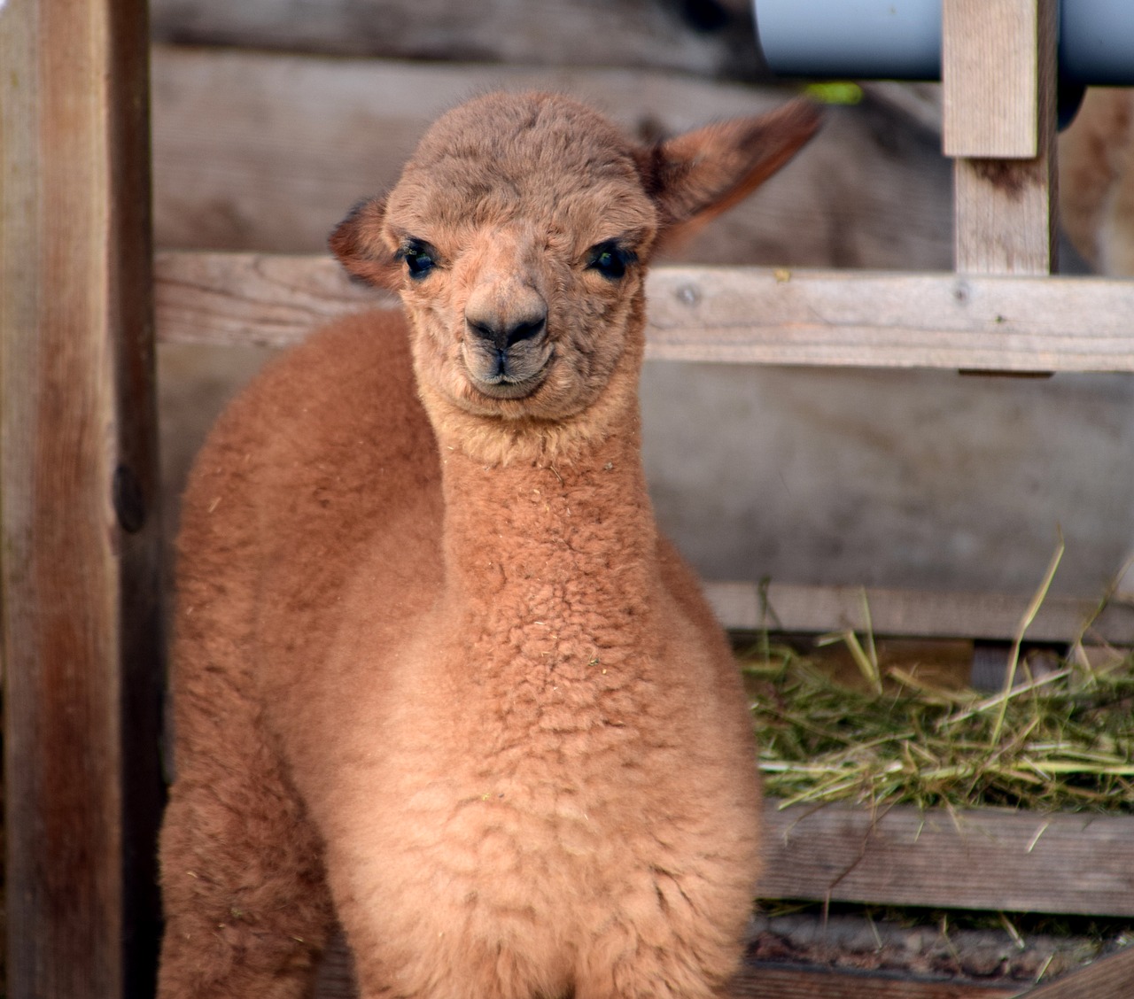 alpaca head animal free photo