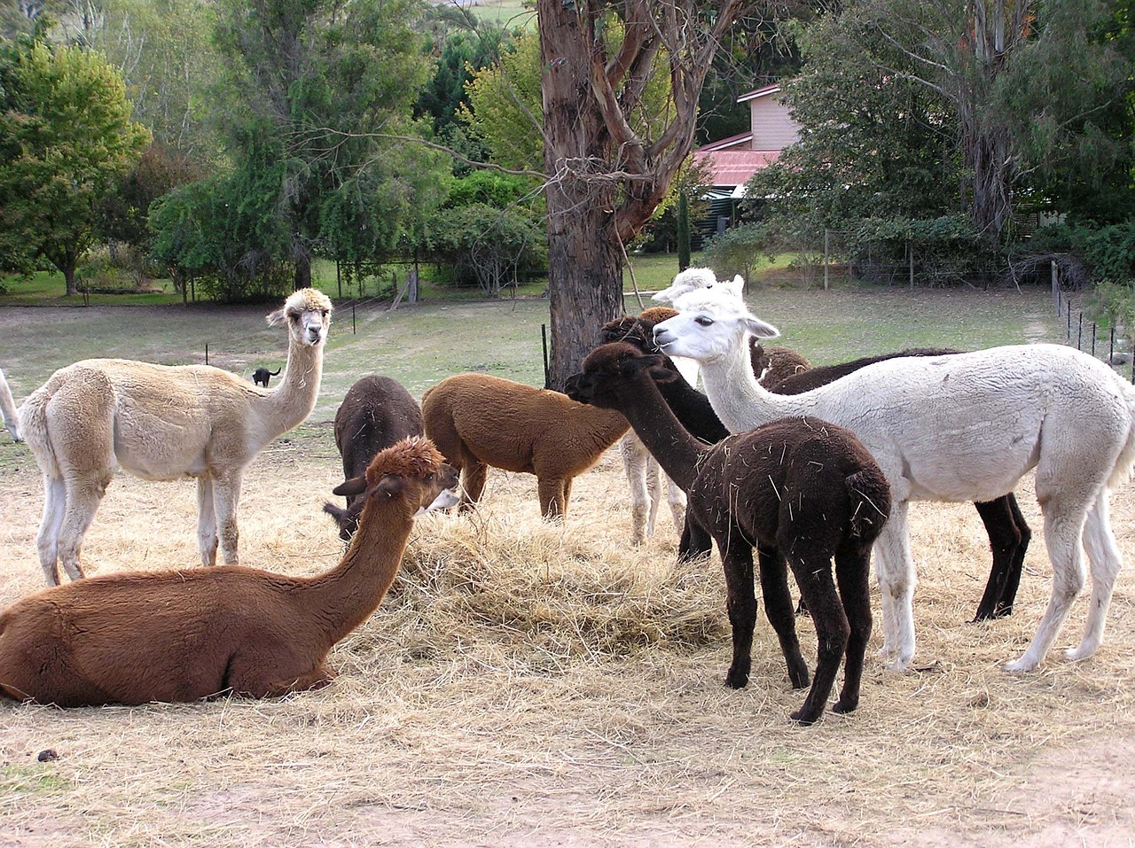 alpaca group eating free photo