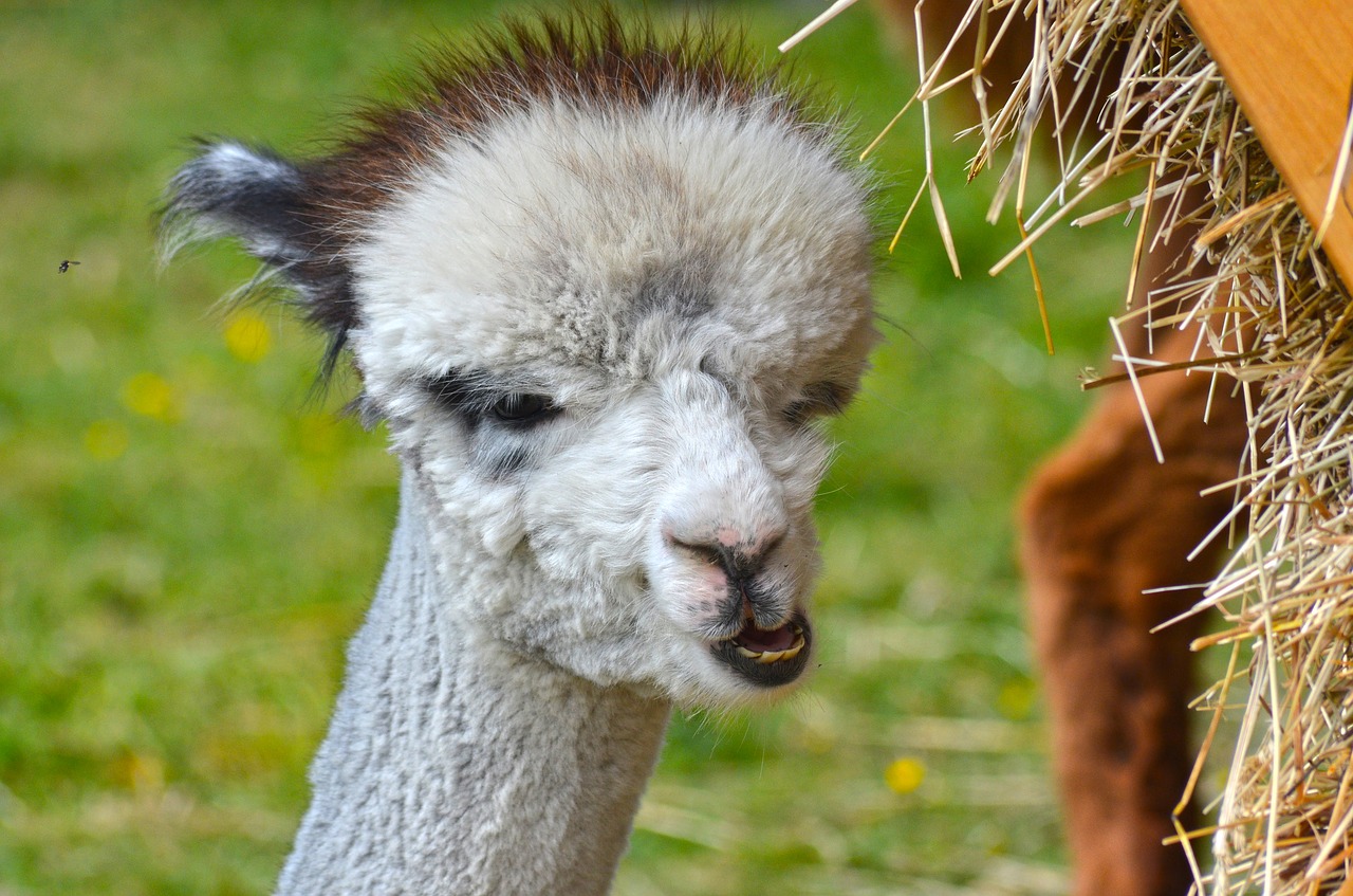 alpaca animal wildlife photography free photo