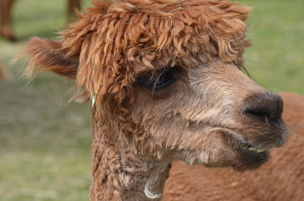 alpaca wool lama free photo