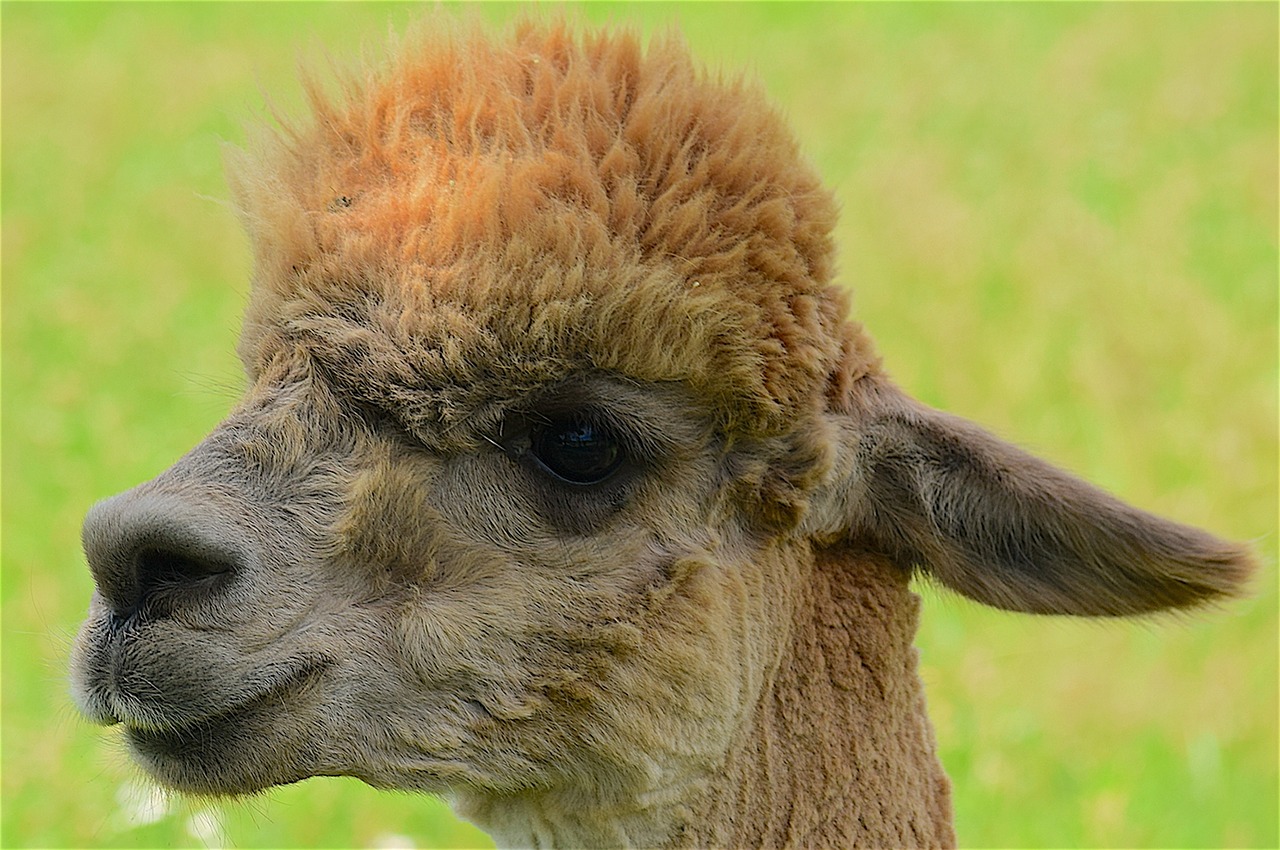 alpaca fuzzy face free photo