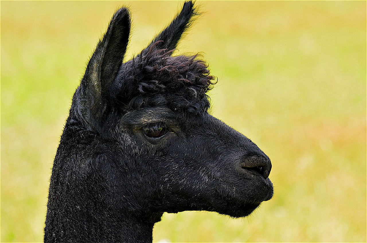 alpaca black face free photo