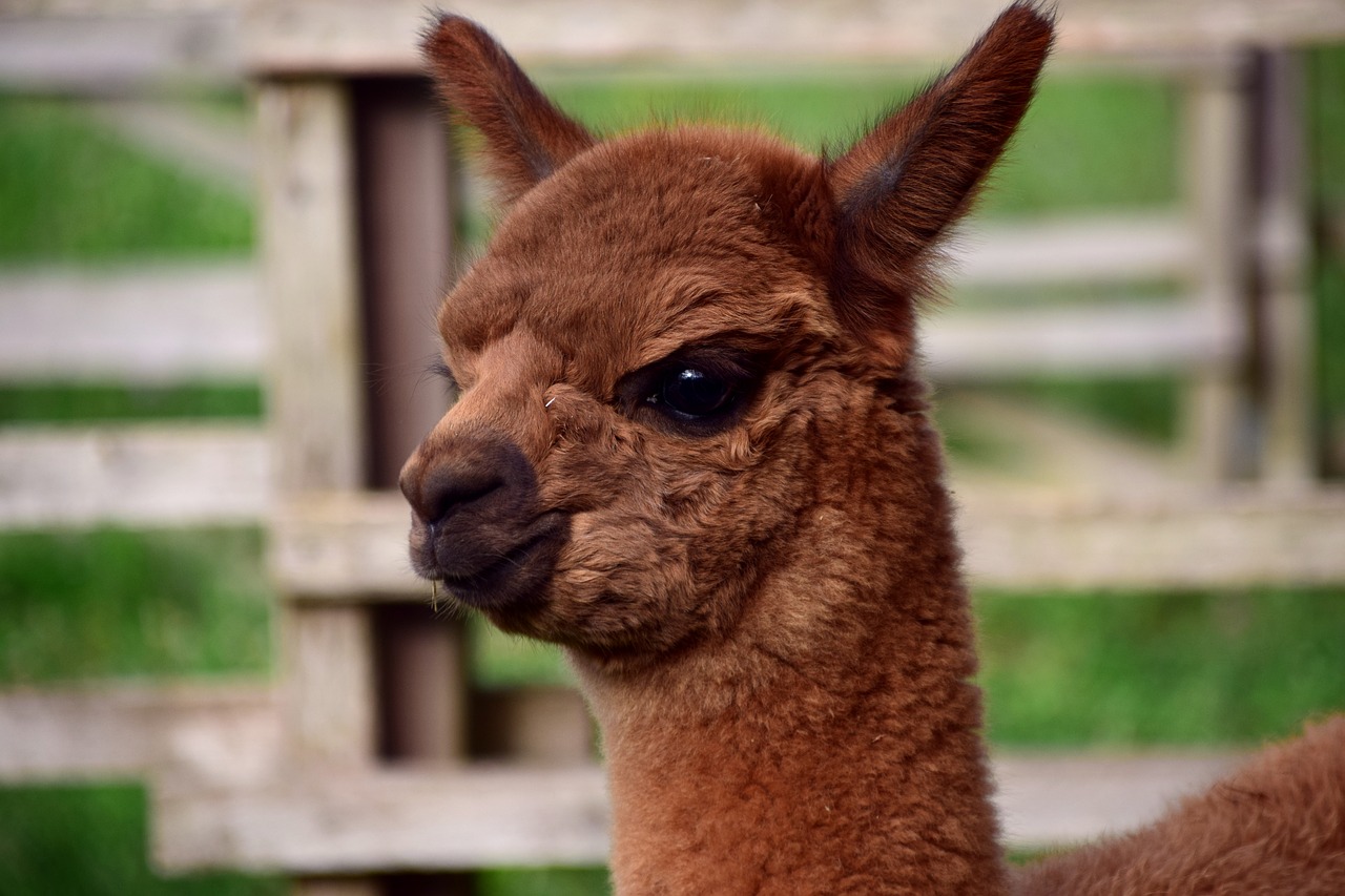 alpaca animal wool free photo