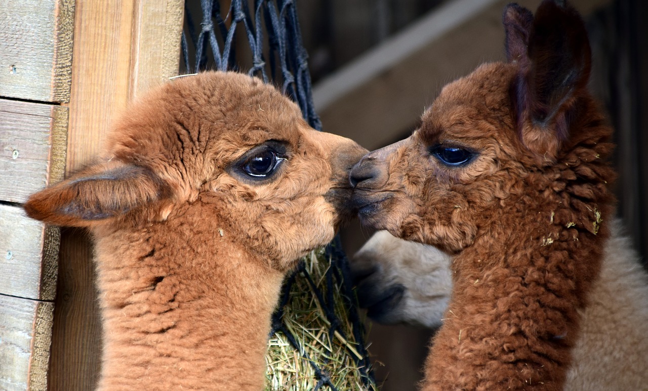 alpaca animal wool free photo