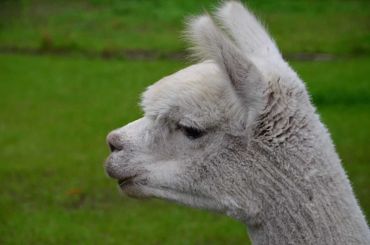 alpaca white animal free photo