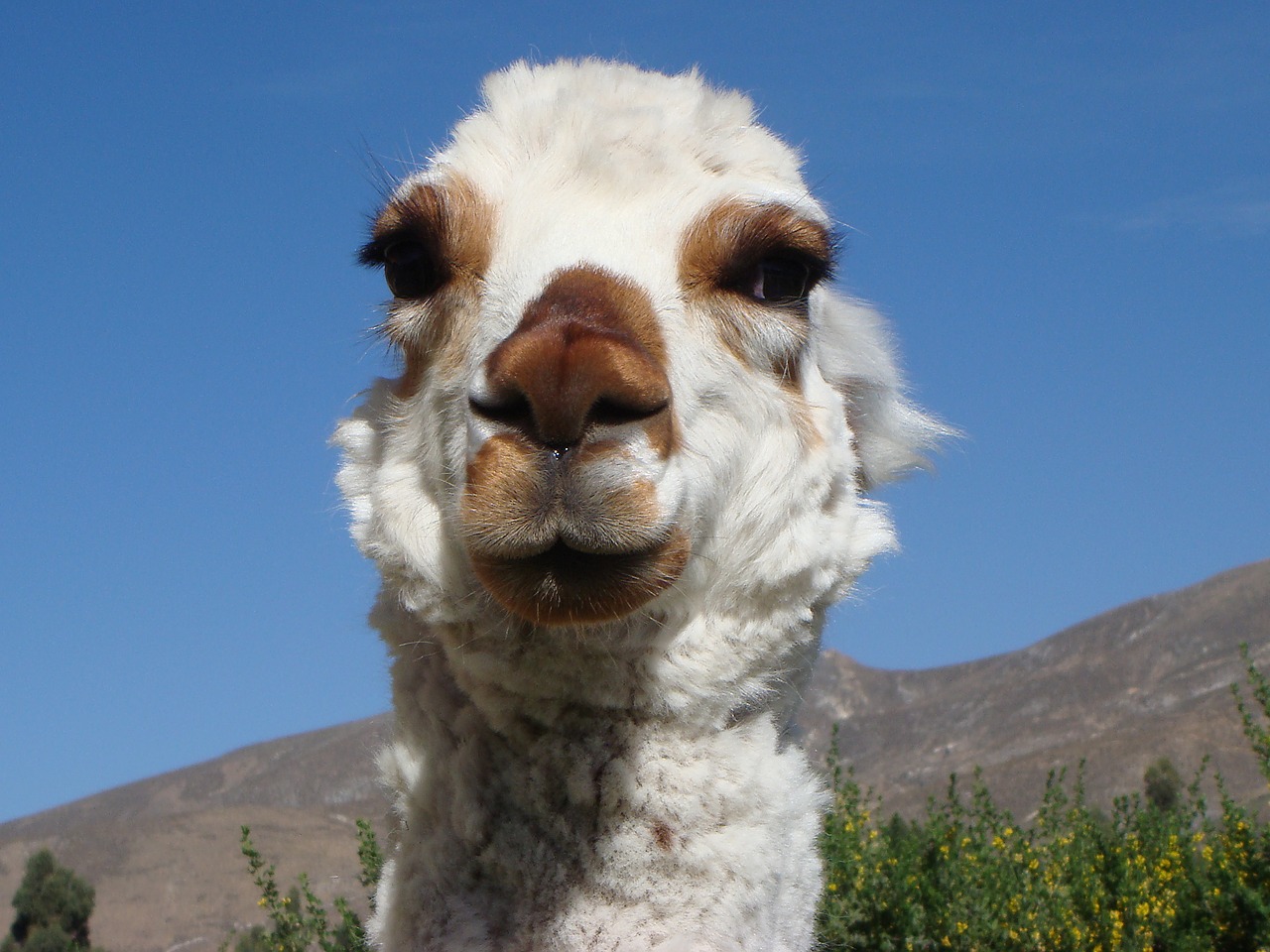 alpaca lama cute free photo