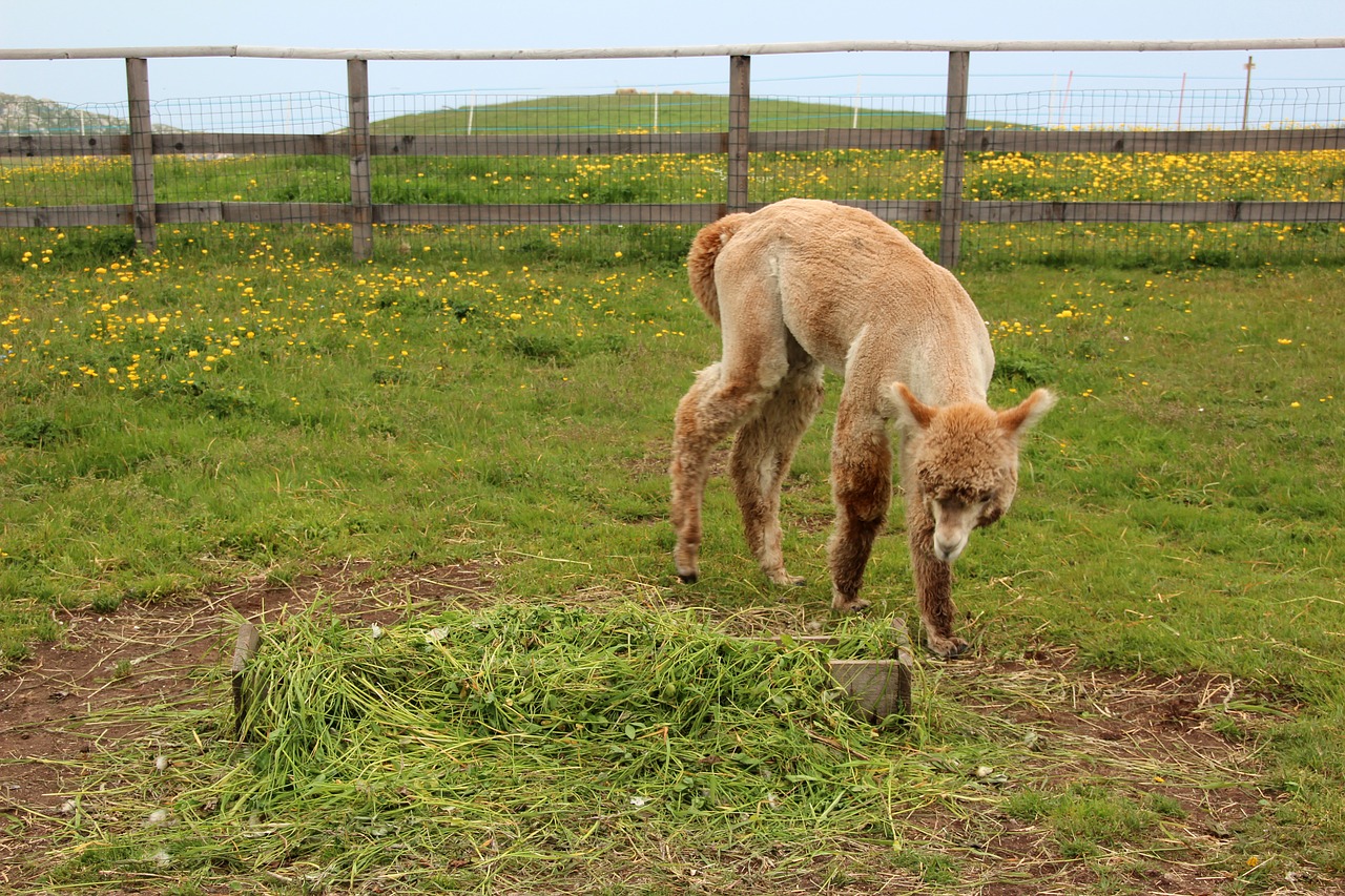 alpaca lama animal free photo