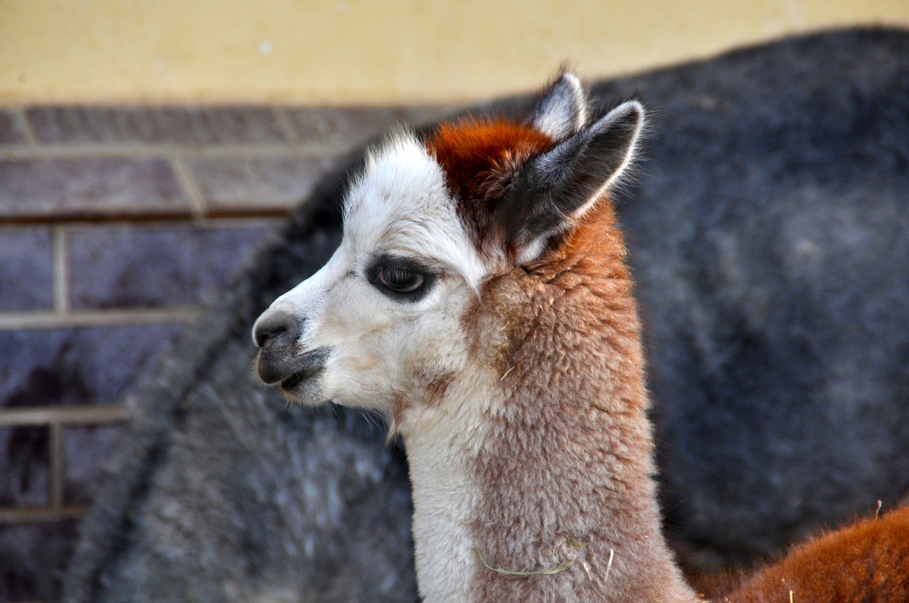 alpaca vicugna pacos pako free photo