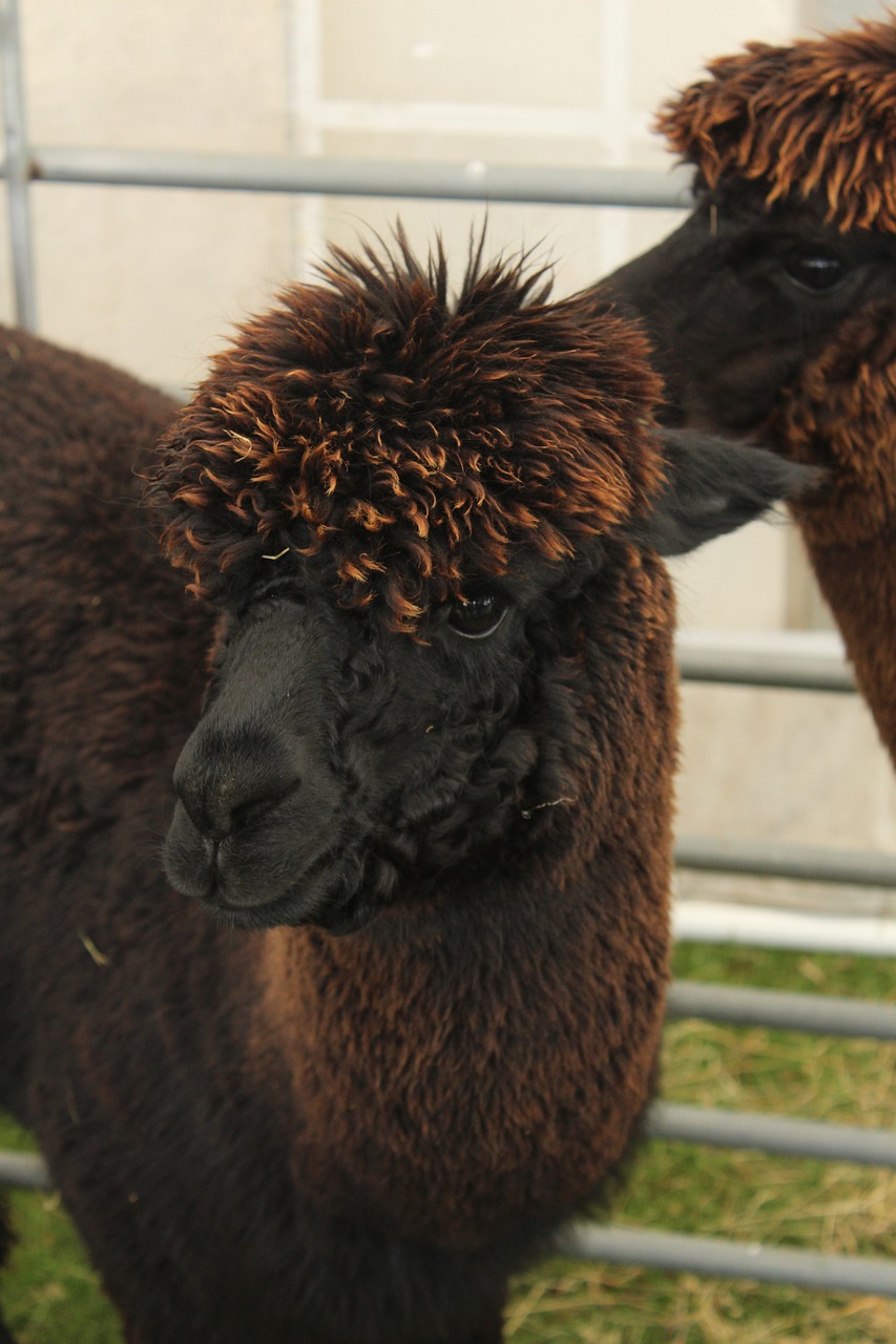 alpaca wool animal free photo