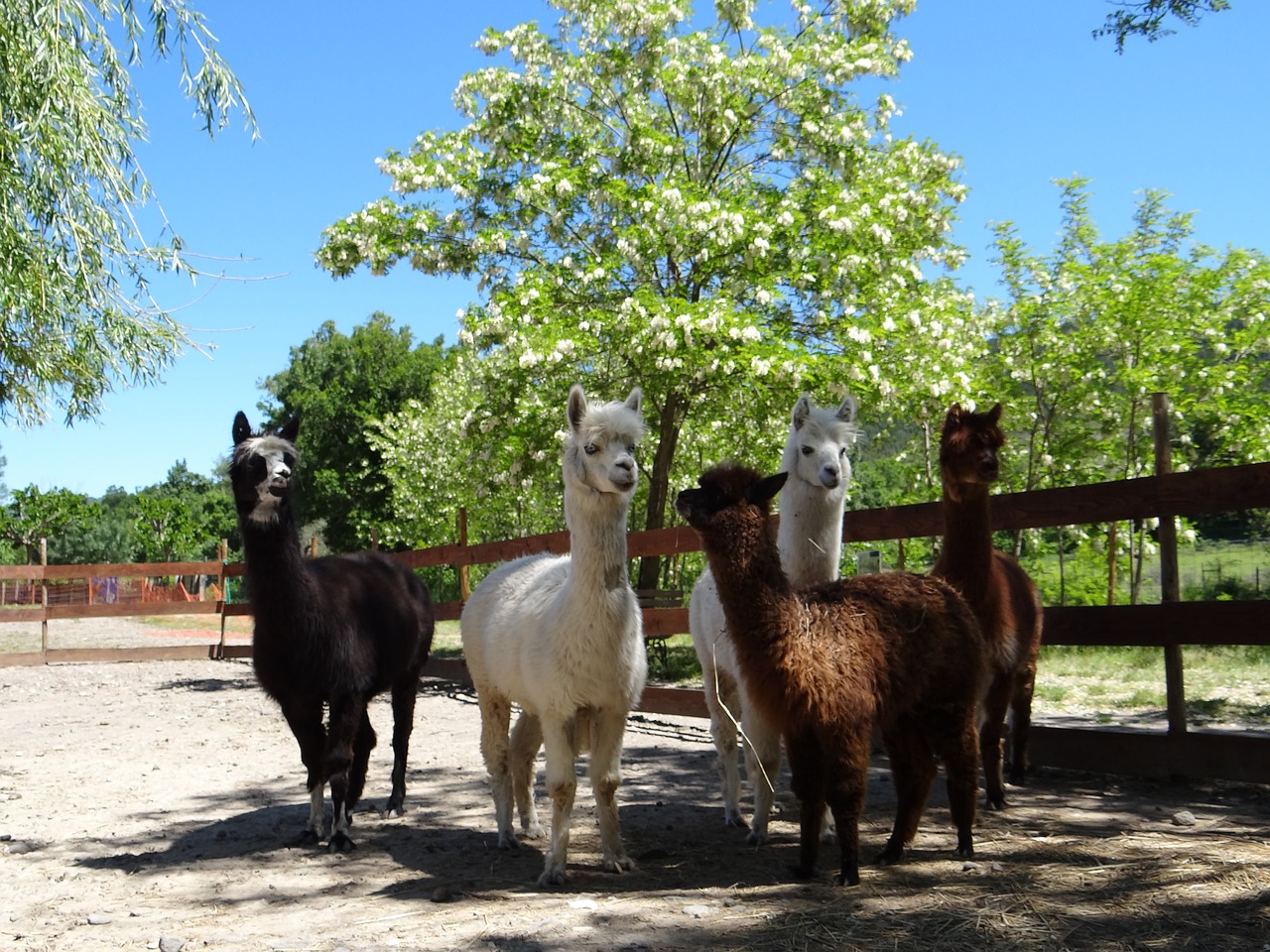 alpaca family wool free photo