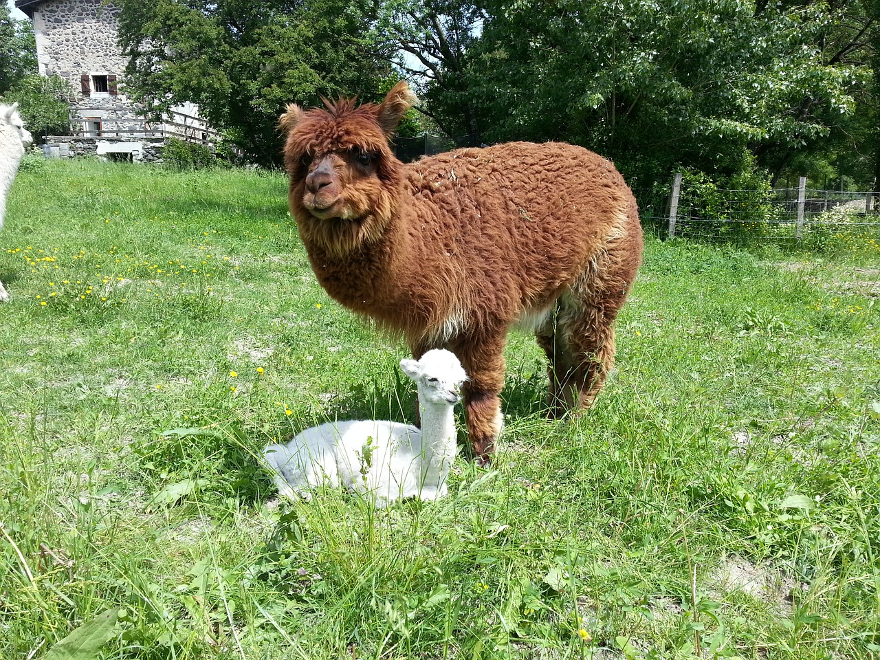 alpaca baby cried free photo