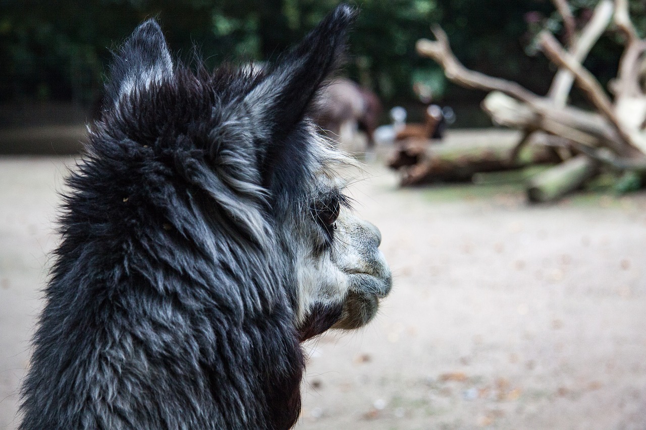 alpaca animal animal portrait free photo