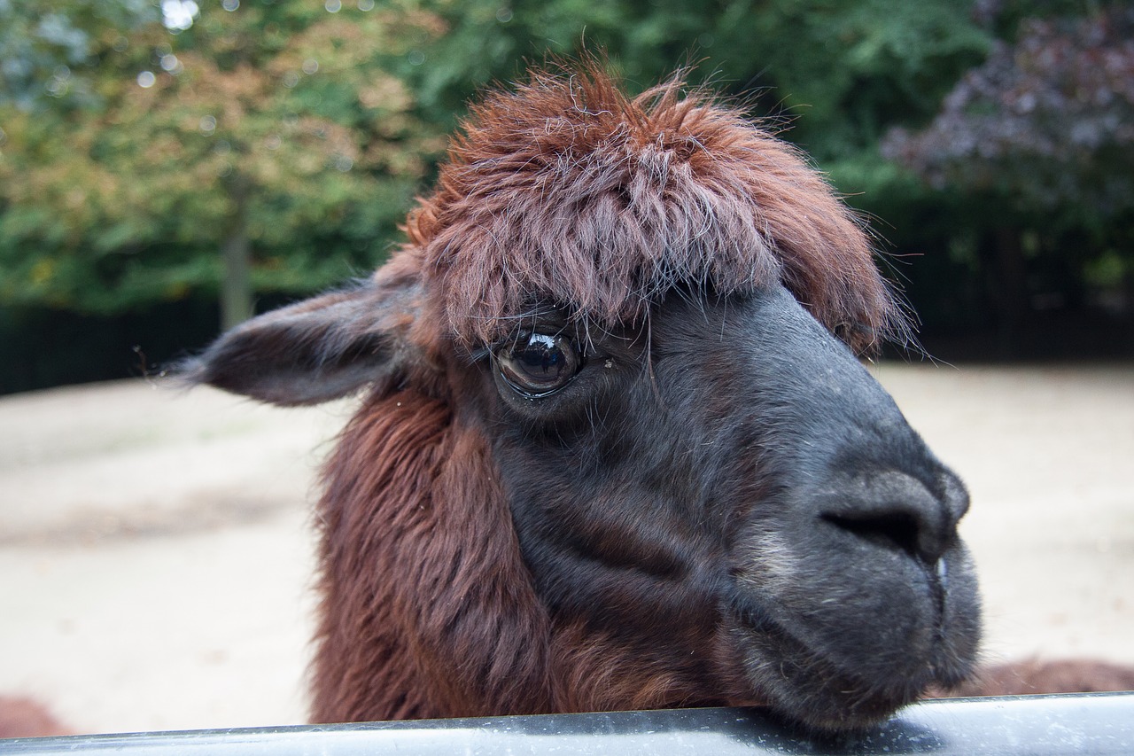 alpaca animal portrait attention free photo