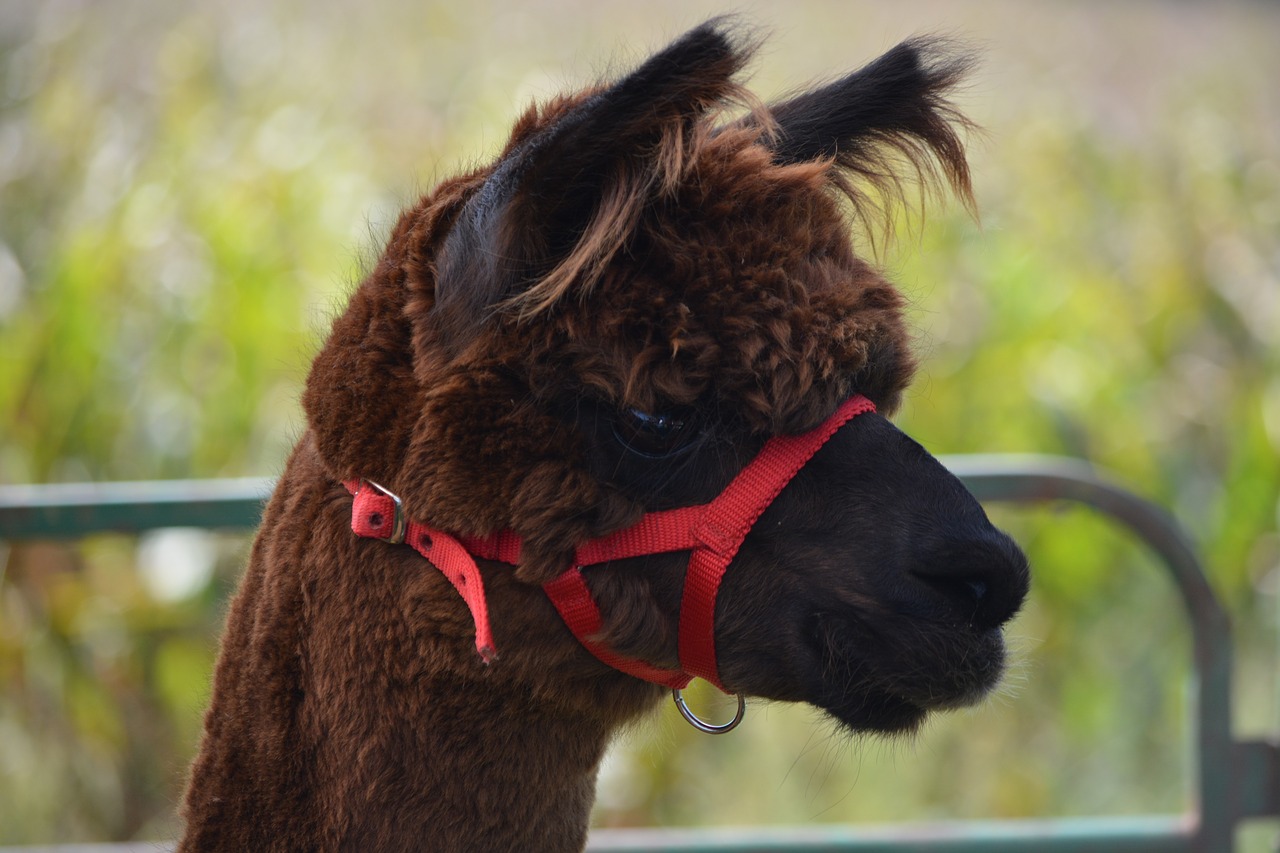 alpaca animal mammal free photo