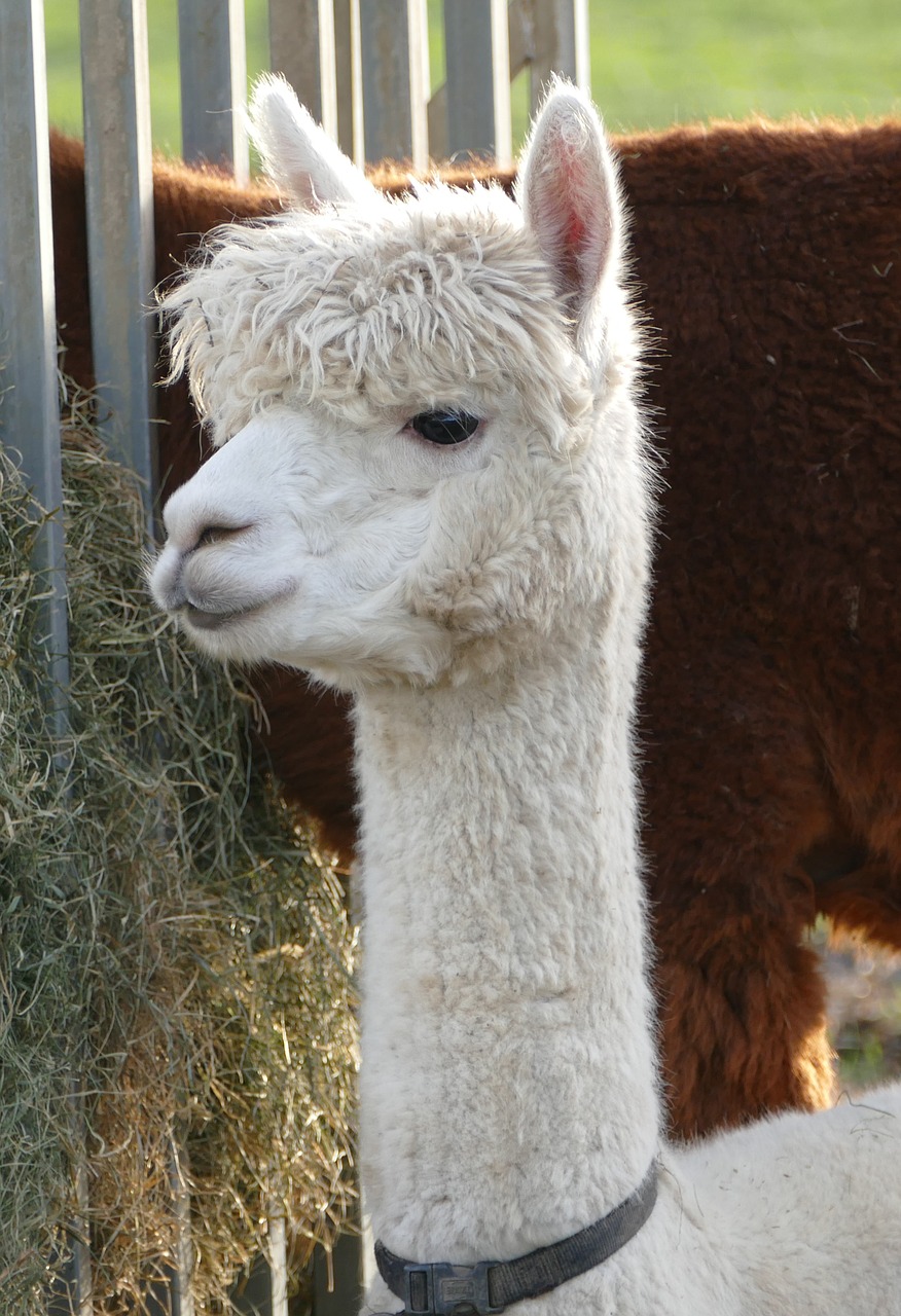 alpaca livestock pako free photo