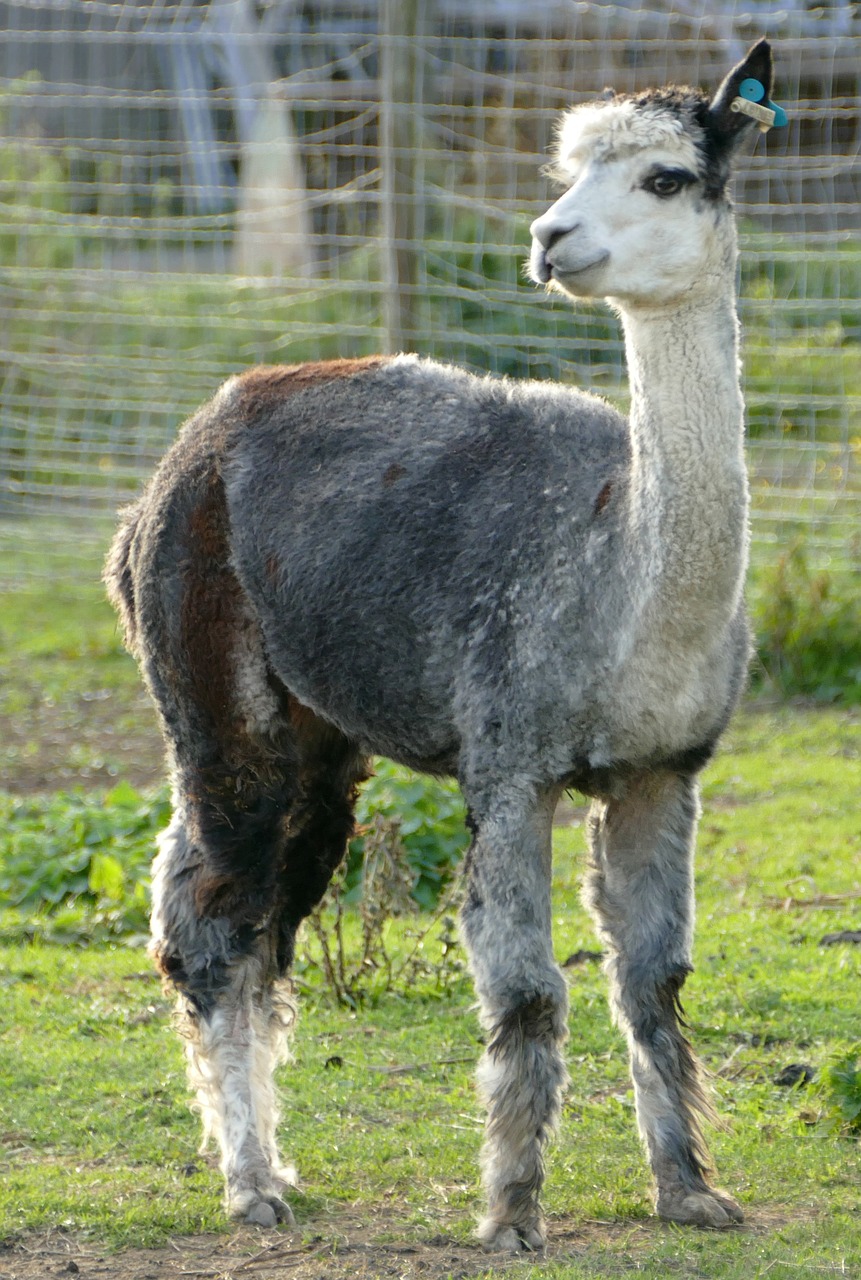 alpaca livestock pako free photo