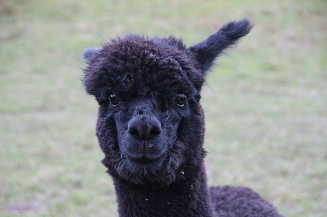 alpaca black fur furry free photo