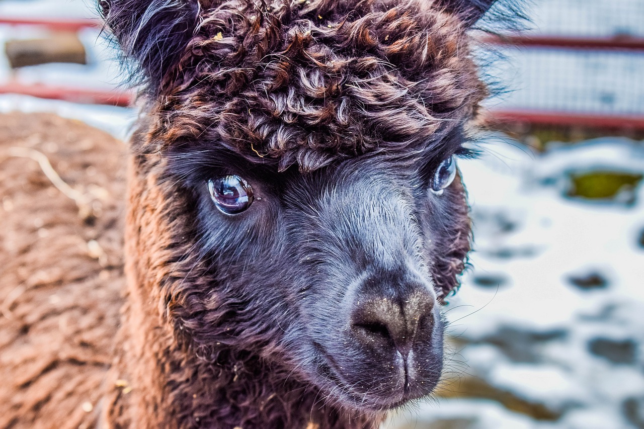 alpaca animal llama free photo