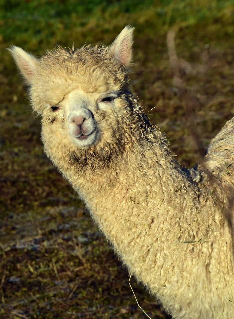 alpaca mammal animal free photo