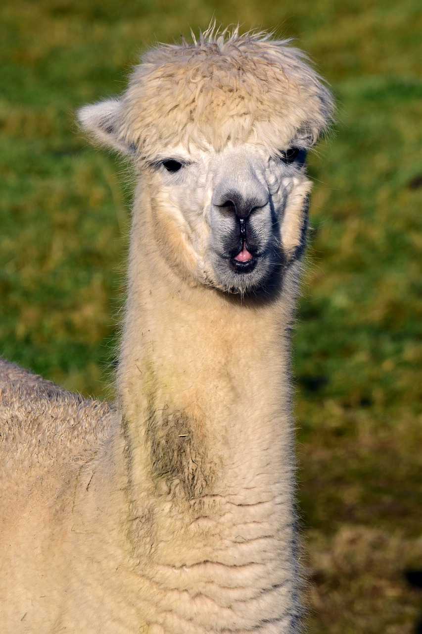 alpaca mammal animal free photo