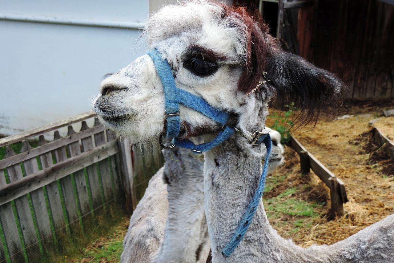 alpaca animal portrait free photo