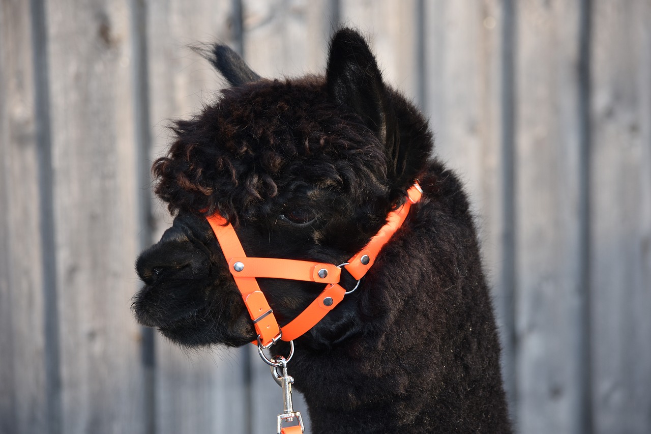 alpaca alpacas on the woman of stone free pictures free photo