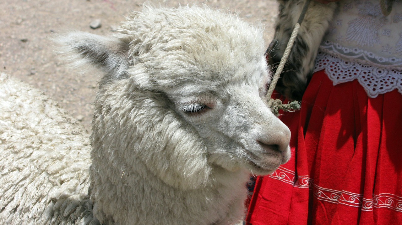 alpaca peru andes free photo