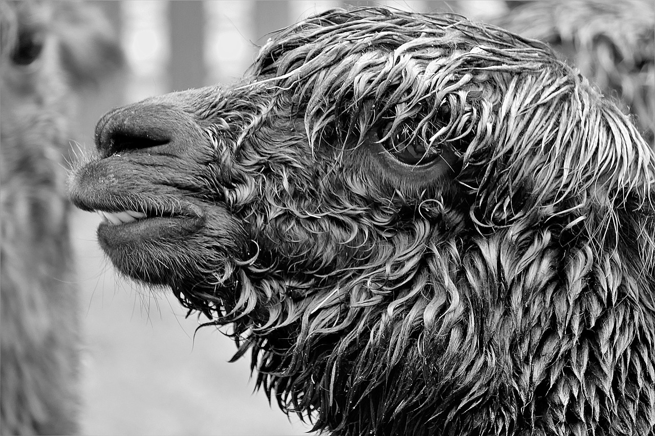 alpaca  black and white photography  close up free photo