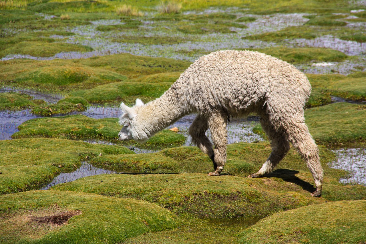 alpaca  altiplano  andes free photo