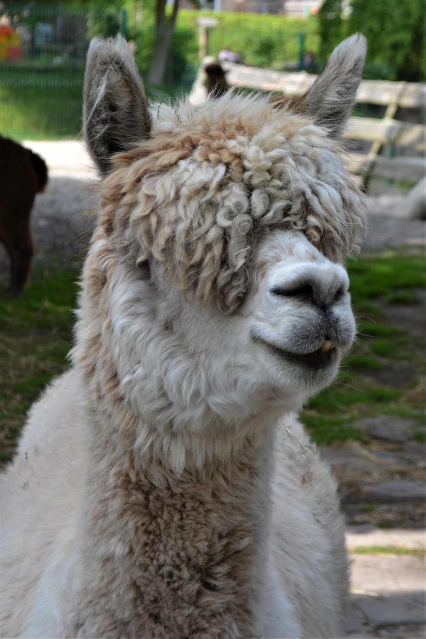 alpaca  fluffy  white free photo