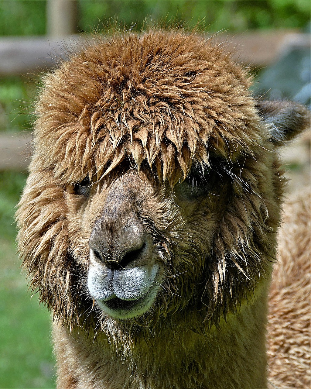 alpaca  brown  closeup free photo