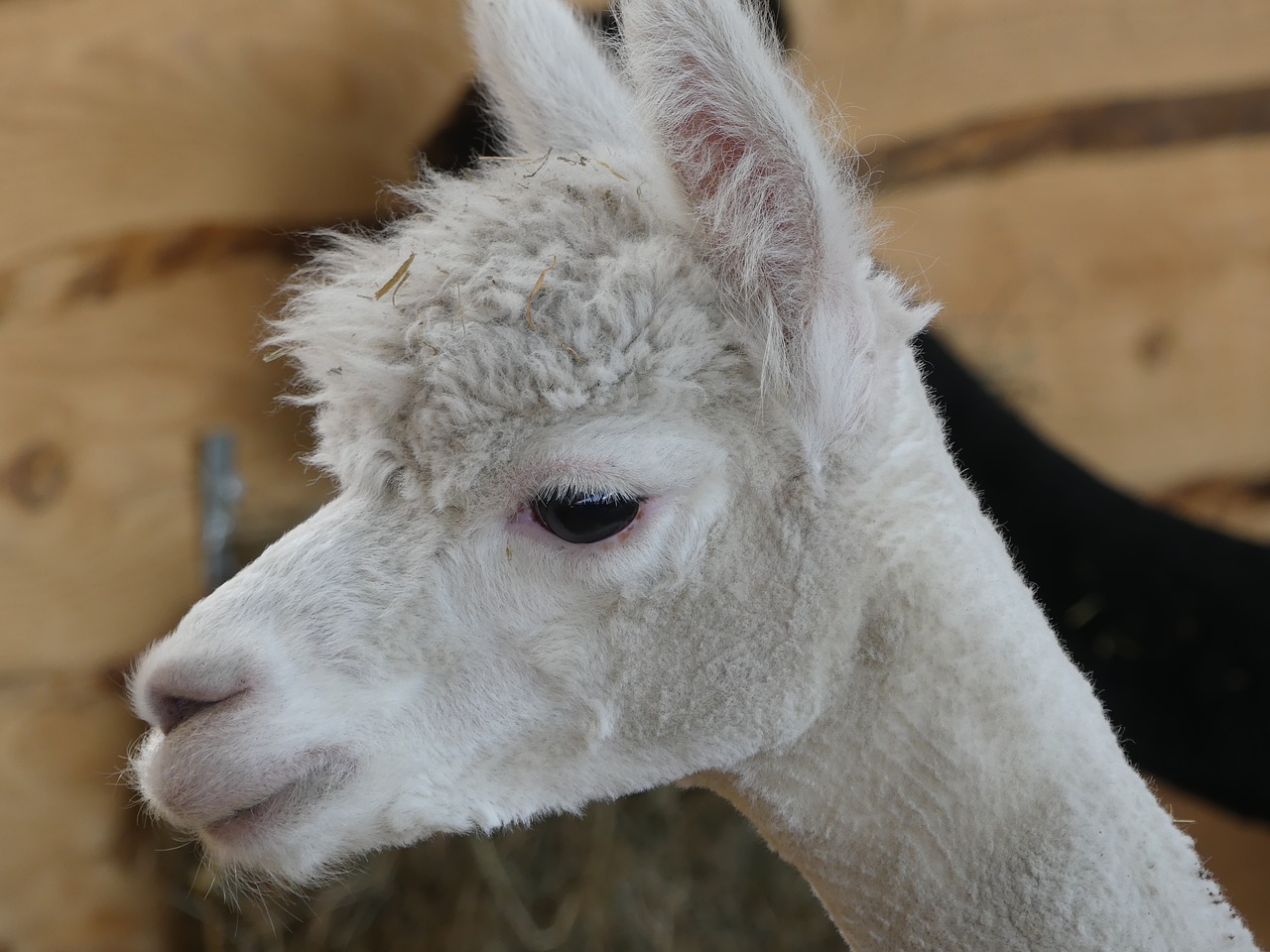 alpaca  animal  zoo free photo