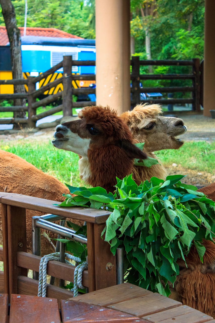 alpaca  zoo  taiwan free photo