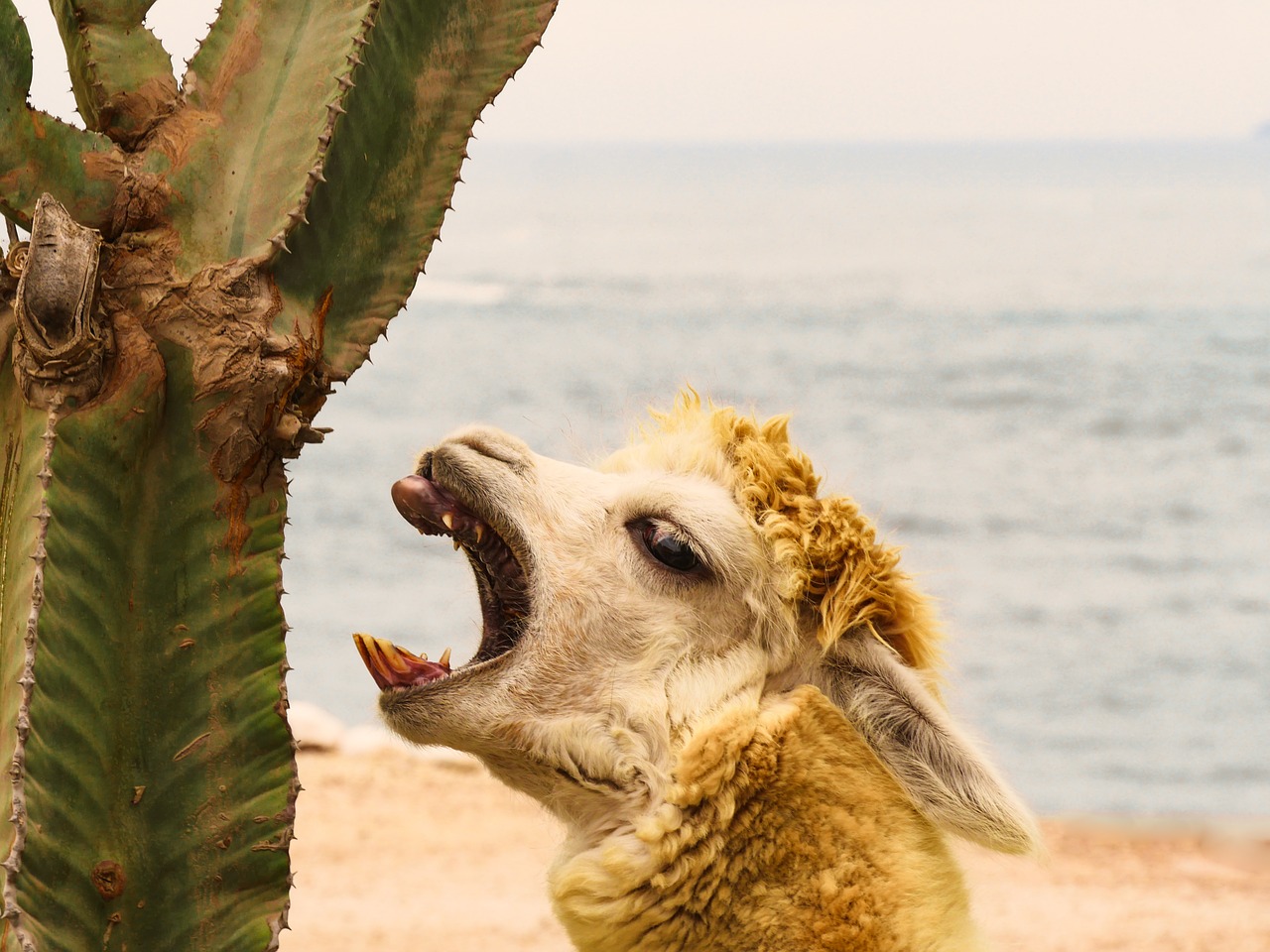 alpaca  cactus  teeth free photo