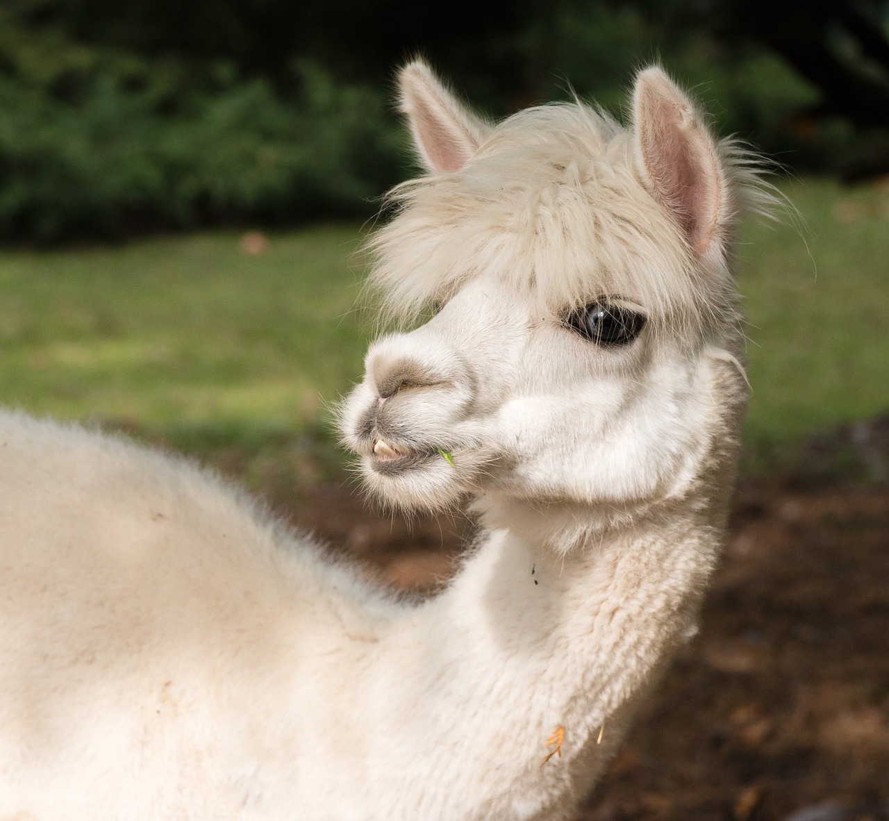 alpaca  animal  portrait free photo