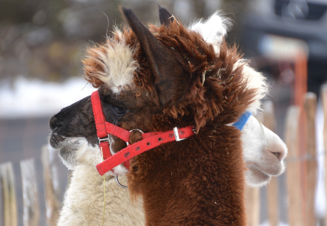 alpaca  brown  white free photo