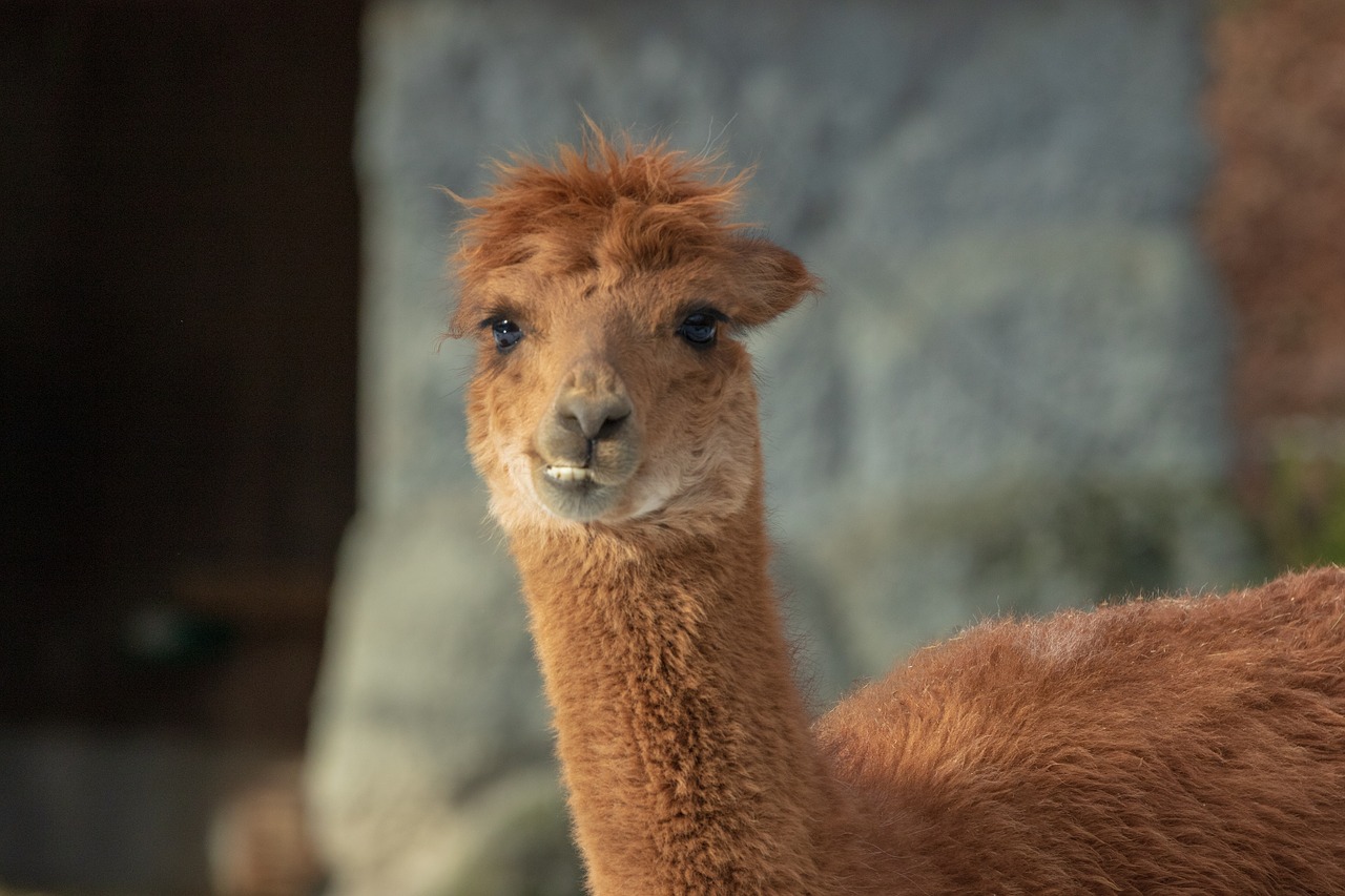 alpaca  camel  animal free photo