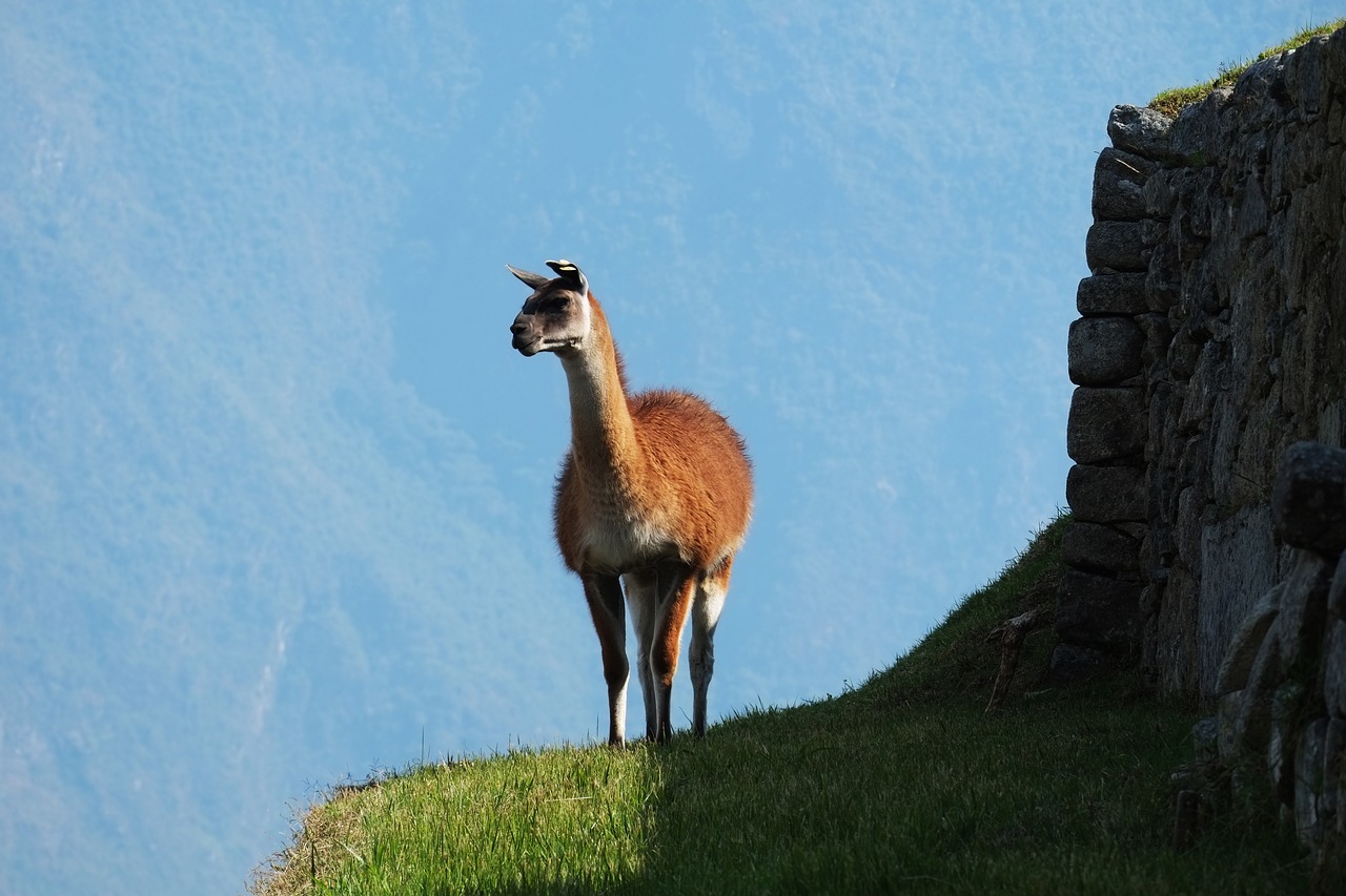 alpaca  peru  llama free photo