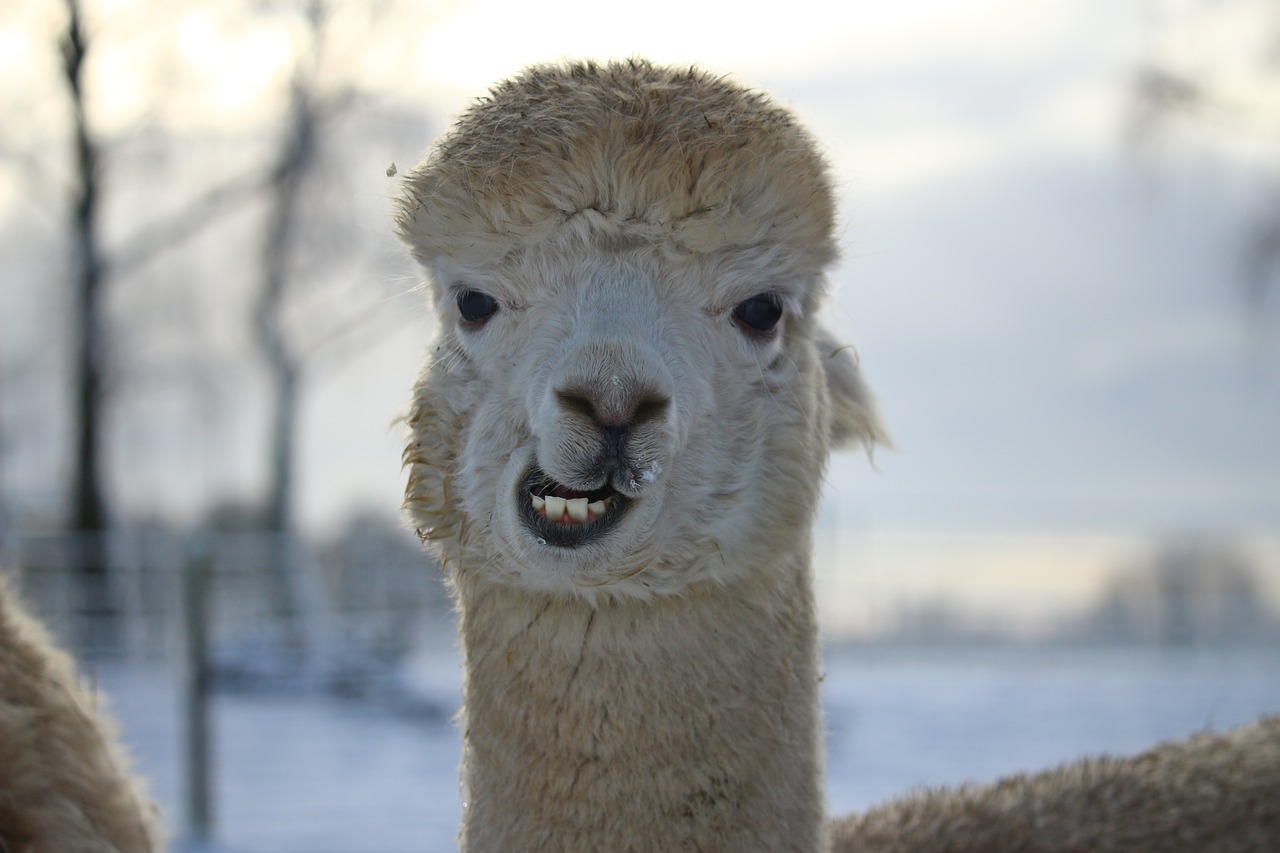 alpaca  animal  wool free photo