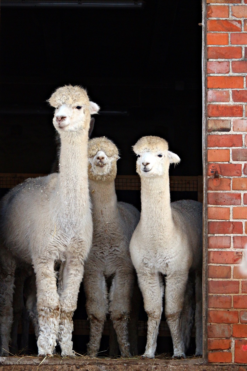 alpaca  animal  stall free photo