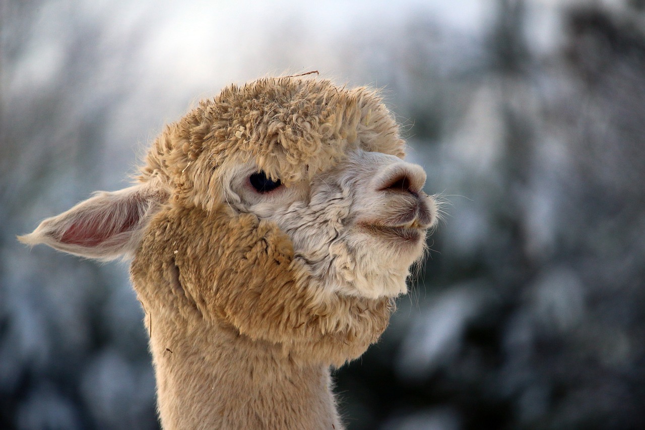 alpaca  wool  animal free photo