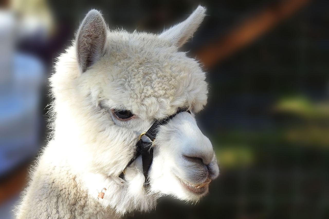 alpaca  pako  wool free photo