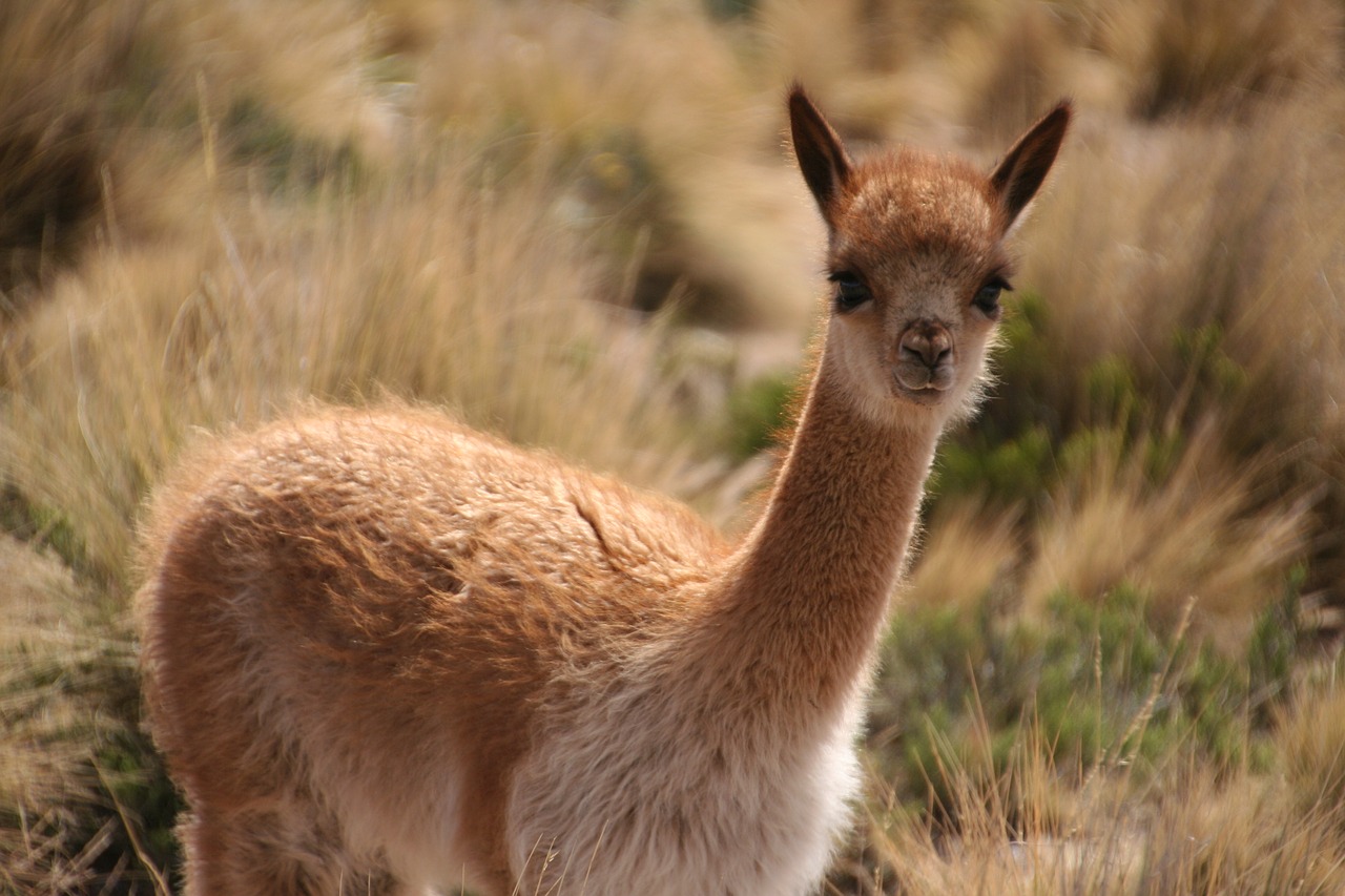 alpaca  peru  animal world free photo