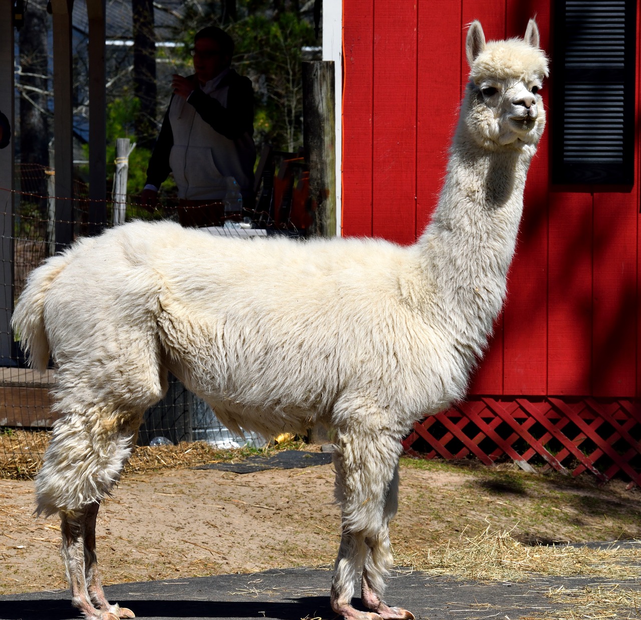 alpaca  animal  cute free photo