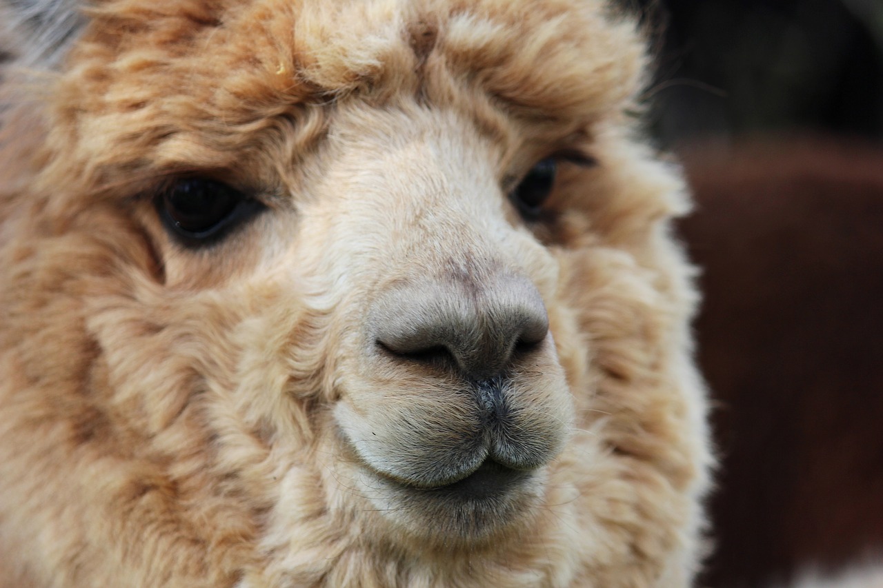 alpaca  woolly  beige free photo