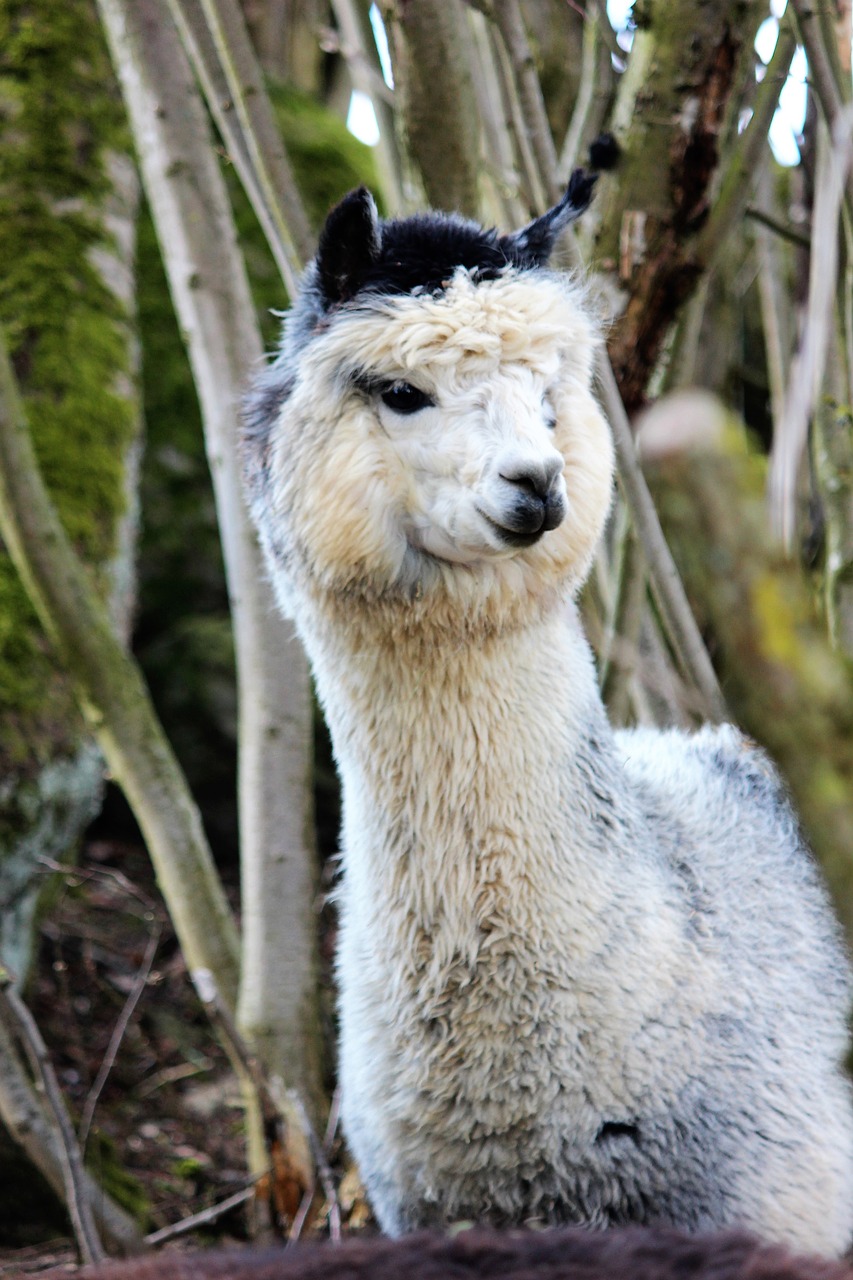 alpaca  white  black free photo